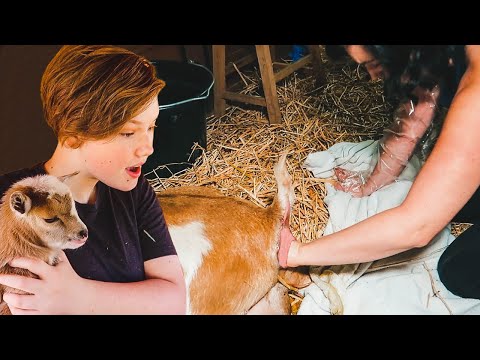 Uh oh...this one's STUCK! (Fern's labor & delivery -- miniature goat birth)