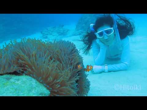 Freediving with Nimo (anemonefish / clownfish)