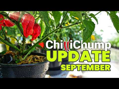 Lemon Piri Cross Progress! Chilli Grow Update September 2024