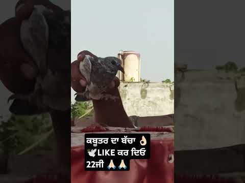 #kabutarstatus #pigeon #shortvideo #pigeon#kabootar #kabutarstatus #song#indian