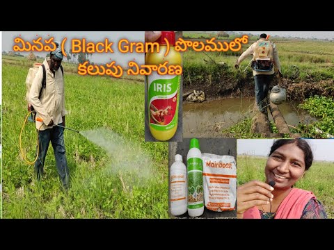 Black Gram Cultivation | Weed control | Minumulu Farming | Weed management