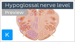 Medulla oblongata: hypoglossal nerve level (preview) - Human Anatomy | Kenhub