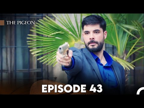 The Pigeon Episode 43 (FULL HD)