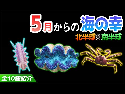 【あつ森】5月から捕れる海の幸を紹介！センジュナマコやオオシャコガイ、タラバガニなどベルも稼げるレアな生き物が大量！出現時間・影のサイズ・捕まえ方・値段について解説【5月　海の幸図鑑コンプリート】