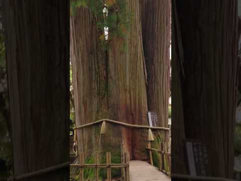 神聖な木 #戸隠神社中社 #戸隠神社 #戸隠 #妖異達の通り雨 #チャンネル登録お願いします #長野 #長野県 #たびその #長野市 #長野観光