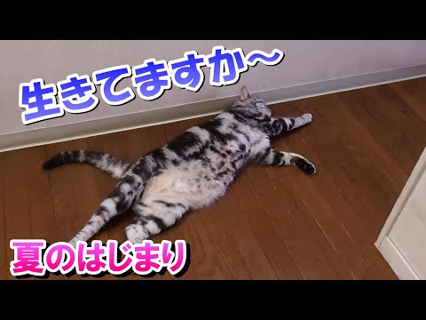 生きてるのか心配になるひっくり返りっぷり（アメリカンショートヘア）