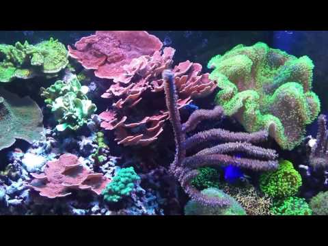 210 Reef Tank Update (Reef Vlog)