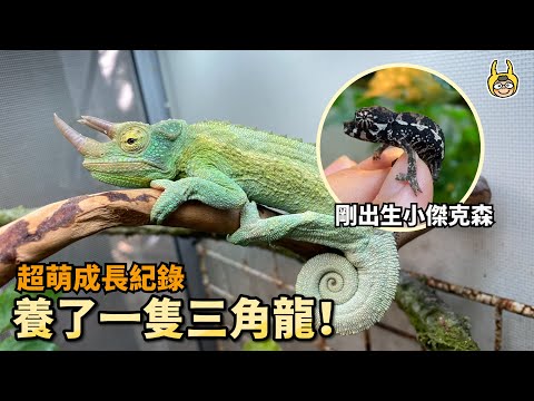 【曬寵物】變色龍寶寶獵食全紀錄！終於養成三角龍了！