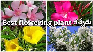 Kaner/Nerium Oleander/Ganneru colours, care & propogation in Telugu & English | Prema's Garden