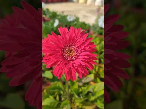 Gerbera daisy flower #gerberaflower #gerbera #winterflower #flowers