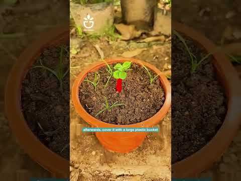 How to grow a chili plant? #garden #gardening #gardencare #gardenlover #gardentips #foryou