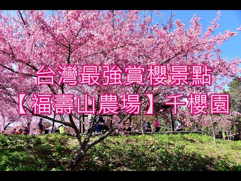 福壽山農場【千櫻園】真不愧是台灣最強賞櫻點！完全讓您找回在日本賞櫻的感覺！