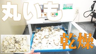 【乾燥芋】丸いもを乾燥（プチミニⅡ）