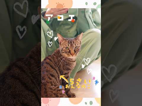 【譲渡されました！】アロエ 01 #cat #shelter #shorts