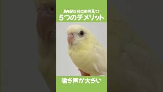 インコを飼う【5つのデメリット】#shorts