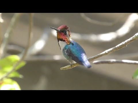 世界上最小的鳥，你知道它有多小嗎？不仔細根本就看不到它