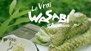 Le Vrai WASABI d’Azumino ～「ほんもの」わさび in 安曇野（ロング版）～