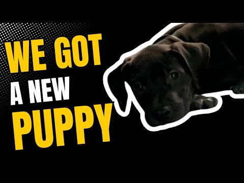 We got a puppy! | Govee Permanent Light Installation | ZLOG