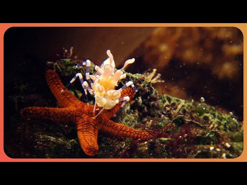 Creatures Of The Deep: Coral Reefs and Marine Wildlife (4K Documentary)