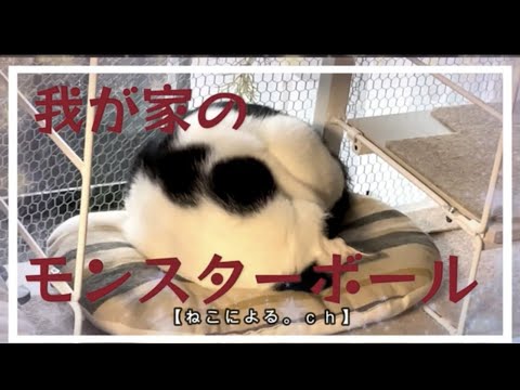 我が家のモンスターボール 【ねこによる。ｃｈ】  ＃保護猫 ＃野良猫 ＃猫飼い初心者