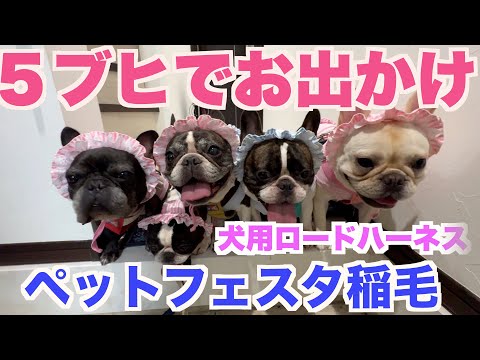 ペットフェスタ稲毛 ５ブヒで行ってきたよ 【 フレンチブルドッグ french_bulldog 】 稲毛海浜公園