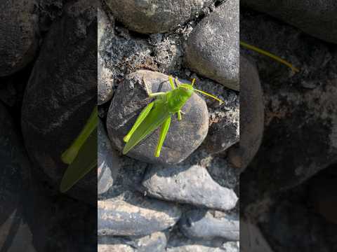 台灣昆蟲系列：第一次在台灣看見這麼大的蚱蜢￼！￼￼