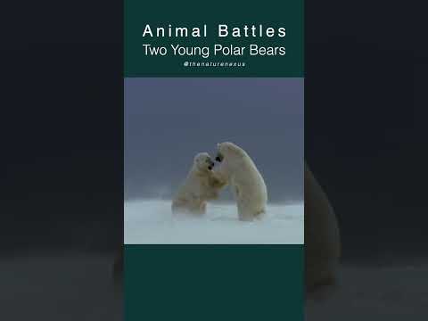 Polar Bear Pugilists: A Frosty Face-off | Animal Battles | #animals #wildlifebattle #polarbear