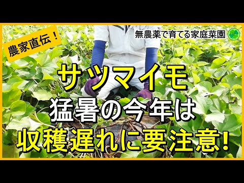 【サツマイモ】収穫時期を間違えないための試し掘りのコツ【紅はるか】【有機農家直伝！無農薬で育てる家庭菜園】　24/8/22