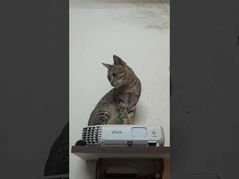 Girl #trending #cat #petlove #funny #petlovers #cute #viralvideo #shorts