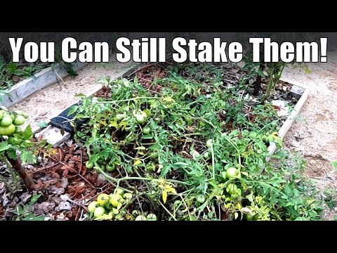 Staking Overgrown Tomatoes