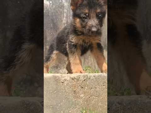 Then & Now 🐕 (Tiger) #germanshepherd #guarddog #dog #puppy #germanshepherdpuppy #germanshepherddog