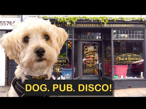 Dog Friendly Pubs in Lichfield, Staffordshire - Review of five VERY different pubs