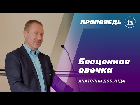 Бесценная овечка | Анатолий Добында