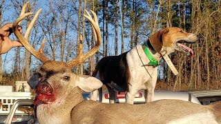 Public Land Hunting With Dogs| Two Bucks Down!!