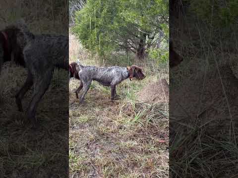 German shorthaired pointer wirehaired pointing griffon mix chap is steady