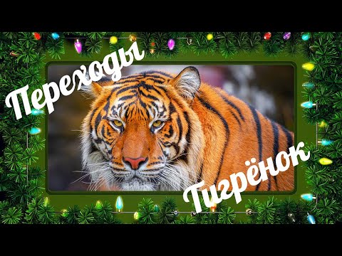 С Новым 2022 годом Переходы Тигренок