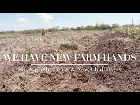 We have New FARM HANDS - More productivity and New Challenges #farming #farming