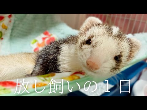 のんびり過ごすフェレットと、癒される飼い主【ferret#1767】