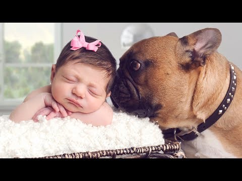 Introducing Dog to Baby Compilation NEW