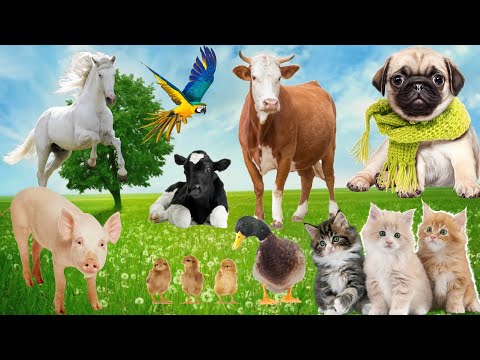 Learn about family animals: Cat, Horse, Cow, Chicken, Duck, Pig...Animal sounds