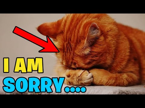 Cat Communication: How Cats Apologize to Humans