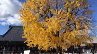 【京都 Kyoto】西本願寺 銀杏搖曳紛飛 Nishi Honganji Temple 2016.12.6