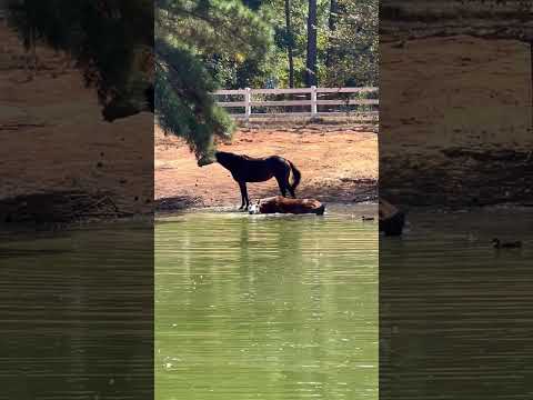 Horses Skinny Dipping