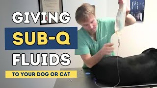 Giving Sub Q Fluids to your Dog or Cat