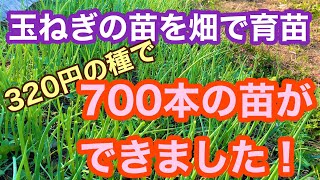 玉ねぎの苗を畑で育苗しました。2袋で320円の種から700本の苗ができました。種まきから苗ができるまで48日間の記録