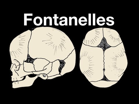 Skull fontanelles