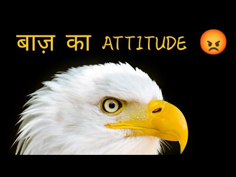 बाज़ का attitude 😡।। Motivational story and Facts about Eagles 🦅