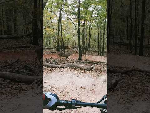 Deer unbothered by MTB on Trail #mtb