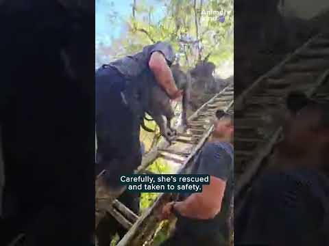 Rescuers save scared dog stranded in a tree by floodwater | Humankind #shorts #goodnews