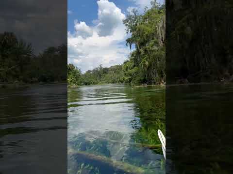 amazing view at silvar sprig #foryoupage#travel #floridavacation #followback #kayaking